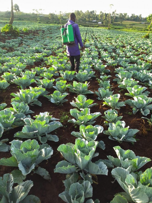 Kohl from Kenia